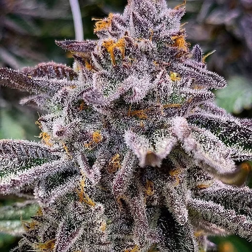 Gelato - Indica - THC Flower