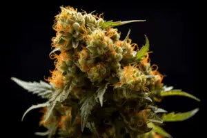 Apple Tart - Sativa - THC Flower