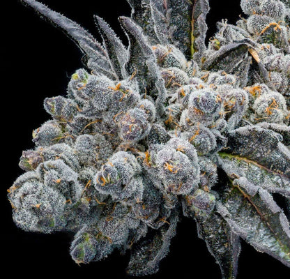 Ice Cream Cake - Hybrid - THC Flower